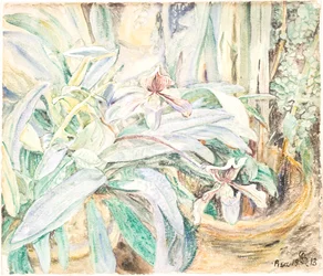 Orchidées, Jardin Botanique, Pise