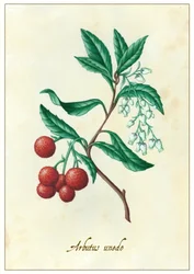 Arbutus unedo, 2015
