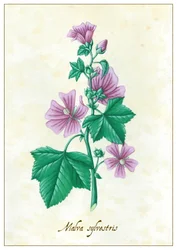 Malva sylvestris, 2015