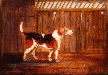 Un chien de chasse