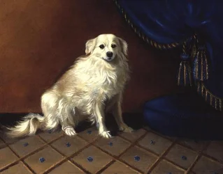 Un chien jouet