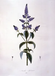 Planche botanique : menthe sauvage (mentha sylvestris). Gravure du 19ème siècle