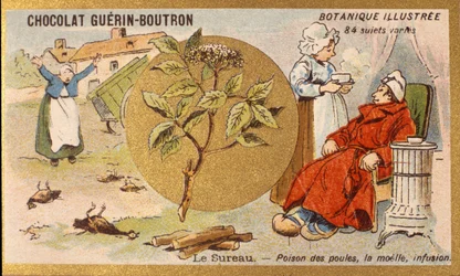 Sureau: poison des poules, moelle, infusion. Gravure (chromo). Chromolithographie publicitaire pour les chocolats Guérin-Boutron, fin XIXe siècle. Série botanique illustrée.