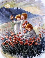 Récolte de Coquelicots