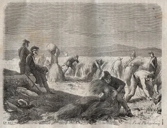 Récolte des forces au bagne de Belle-Île-en-Mer au XIXe siècle. Gravure dans « Histoire des bagnes depuis leur création à nos jours » (1877) par Pierre Zaccone.