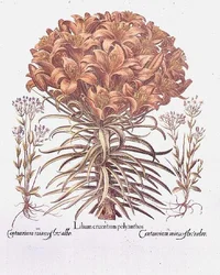 Lys et centaurée, allemand