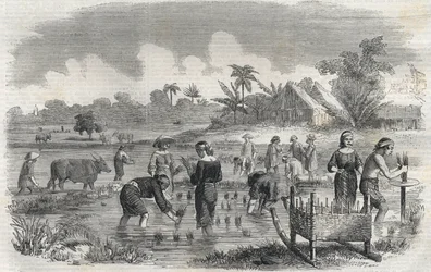 Culture du riz à Manille aux Philippines en 1864. Gravure anonyme. Collection privée.