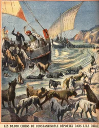 Les 80 000 chiens errants de Constantinople (Istanbul, Turquie) partent pour l