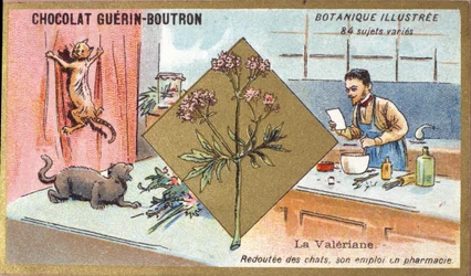 Valérian : peur des chats, son emploi en pharmacie. Gravure (chromo). Chromolithographie publicitaire pour les chocolats Guerin-Boutron, fin du 19ème siècle. Série botanique illustrée