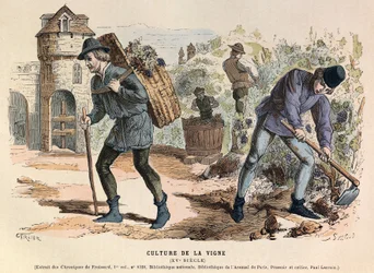 Culture de la vigne au 15ème siècle - Viticulture