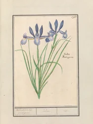 Iris bleu (Iris sibirica)