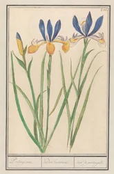 Iris sibirica (Iris sibirica)