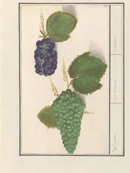 Raisin (Vitis vinifera) Raisins. / uva Vulgaris. / Raisins (titre sur l