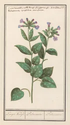 Pulmonaire officinale (Pulmonaria officinalis)