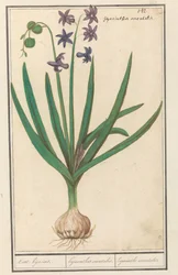 Hyacinthe orientale (Hyacinthus orientalis)