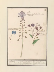 Muscari comosum et bleuet