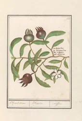 Néflier (Mespilus germanica)
