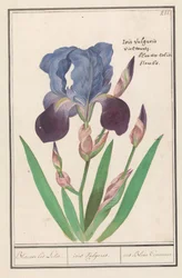 Iris pourpre (Iris germanica)
