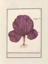 Chou rouge (Brassica oleracea convar. capitata var. rubra)