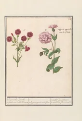 Deux œillets (Dianthus)