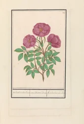 Rose sauvage (Rosa)