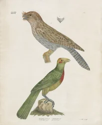Barbet et rouleau (lithographie coloriée à la main)
