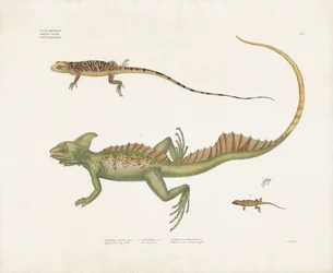 Basilics et petits lézards aux traits distinctifs (lithographie coloriée à la main)