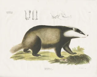 Blaireau européen avec illustration du crâne (lithographie coloriée à la main)