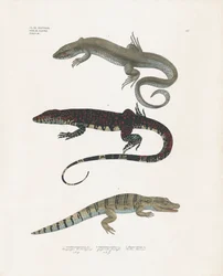 Lézard-moniteur, lézard venimeux et alligator de la classe des reptiles (lithographie coloriée à la main)