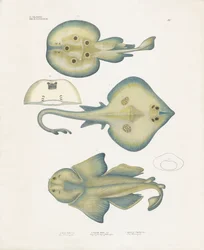 Espèces de raies de l
