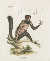 Singe hurleur rouge avec détails anatomiques (lithographie coloriée à la main)