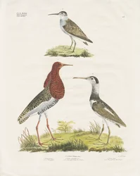 Bécasseaux et grémilles (lithographie coloriée à la main)