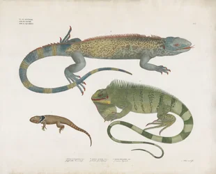 Lézards à écailles de divers habitats (lithographie coloriée à la main)