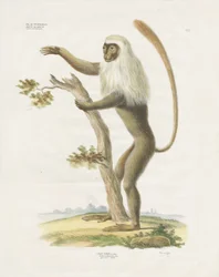 Lutung argenté dans un arbre (lithographie coloriée à la main)