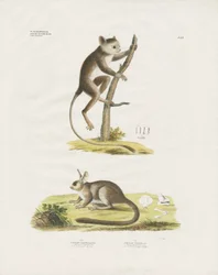Petits mammifères de la famille des rongeurs (lithographie coloriée à la main)