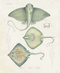 Diverses espèces de rayons avec détails anatomiques (lithographie coloriée à la main)