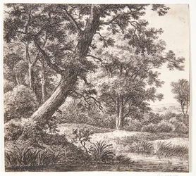 Ruisseau avec un arbre penché