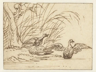 Trois canards au bord de l