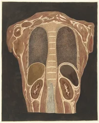Étude anatomique des organes de la poitrine, vue de dos