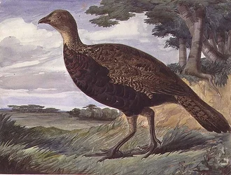 Hybride de faisan et de poule grise