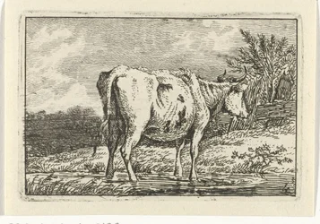 Vache debout dans une flaque Vaches (titre de la série)