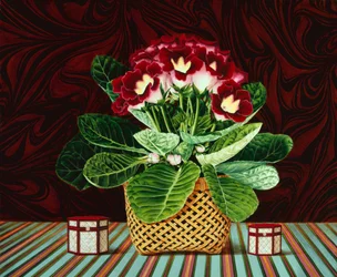 Nature morte Gloxiana