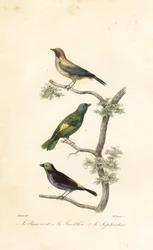 Tangara à ventre cuivré, tangara à tête verte et tangara du paradis