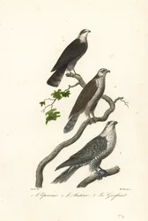 Épervier, autour et faucon gerfaut