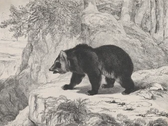 Ours du Mississippi