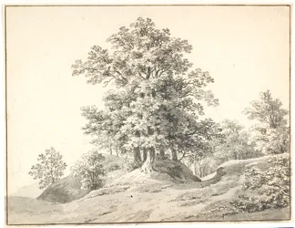 Paysage avec de grands arbres près de l