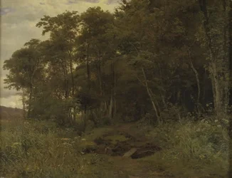Un bosquet de sureaux
