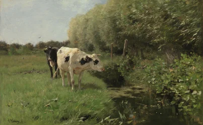 Des vaches au pré