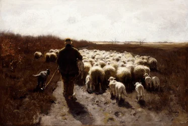 Retour du troupeau
