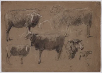 Études de moutons